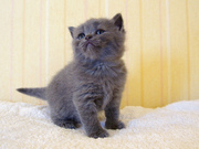 British Short Hair Kittens for adoption