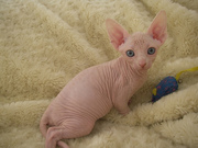 good looking sphynx kittens for adoption