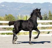 Gorgeous VERY Feminine Imported Friesian Filly