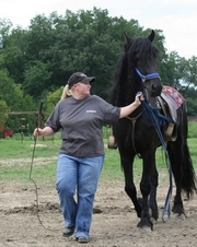 2friesian mares and a gelding for adoption